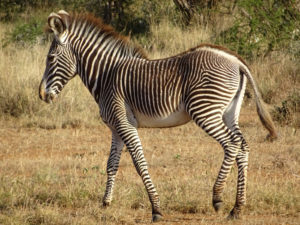 30-zebras-foal