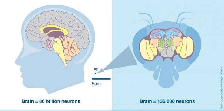 Modeling-Fruit-Fly-Brains-to-Better-Understand-Alzheimer’s