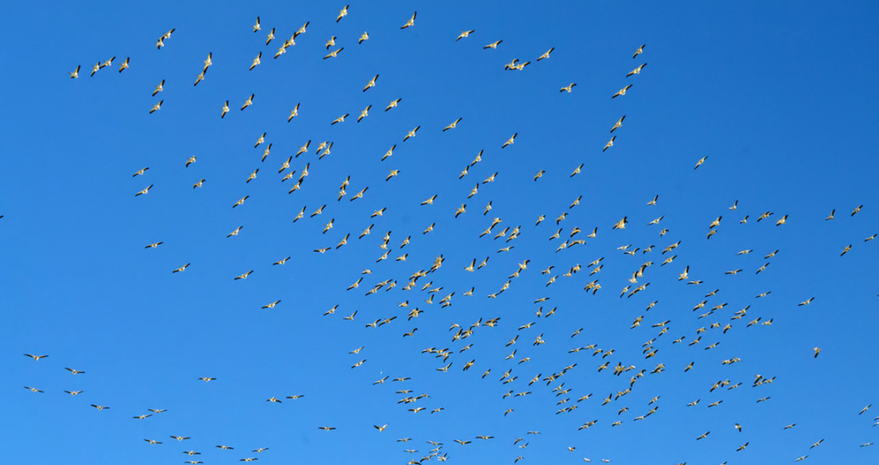 BIRD MIGRATION_SUM