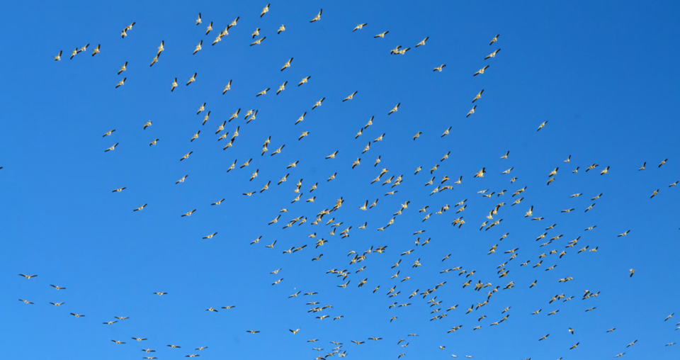 BIRD MIGRATION_SUM