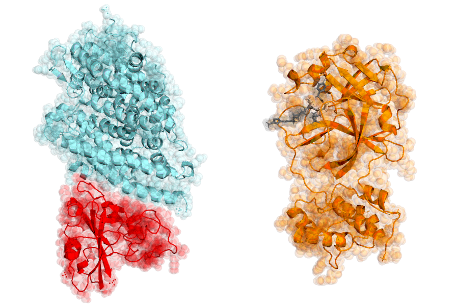 covid-19-protease